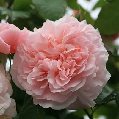 Саженцы роз РОЗ ДЕ ТОЛБИАК плетистая  Саженцы роз РОЗ ДЕ ТОЛБИАК плетистая в Барнауле