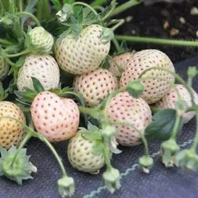 Клубника АНАНАСА ремонтантная в Барнауле