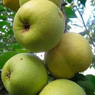 Груша РОГНЕДА  Груша РОГНЕДА в Барнауле