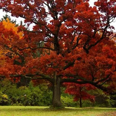 Дуб  Дуб в Барнауле