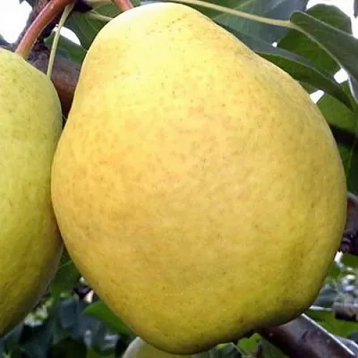 Груша ОСЕННИЙ ВЕЛИКАН  Груша ОСЕННИЙ ВЕЛИКАН в Барнауле