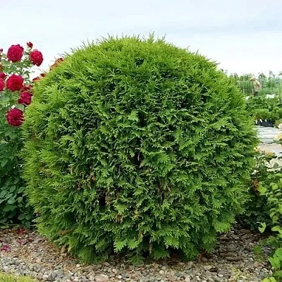 Туя ВУДВАРДИ западная  Туя ВУДВАРДИ западная в Барнауле