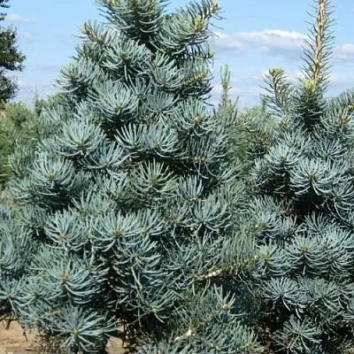Пихта КОНКОЛОР  Пихта КОНКОЛОР в Барнауле
