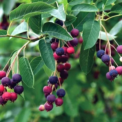 Ирга ЛАМАРКА — описание сорта Ирга ЛАМАРКА в Барнауле