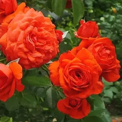 Саженцы роз МАЙНТАУЭР плетистая  Саженцы роз МАЙНТАУЭР плетистая в Барнауле