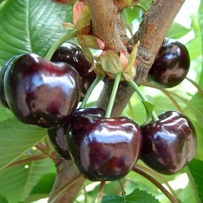 Черешня МУСКАТНАЯ в Барнауле