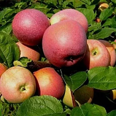 Яблоня СЛАВА ПОБЕДИТЕЛЯМ  Яблоня СЛАВА ПОБЕДИТЕЛЯМ в Барнауле