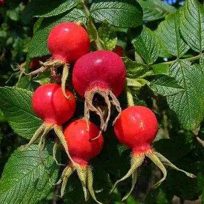 Шиповник ВИТАМИННЫЙ ВНИВИ  Шиповник ВИТАМИННЫЙ ВНИВИ в Барнауле