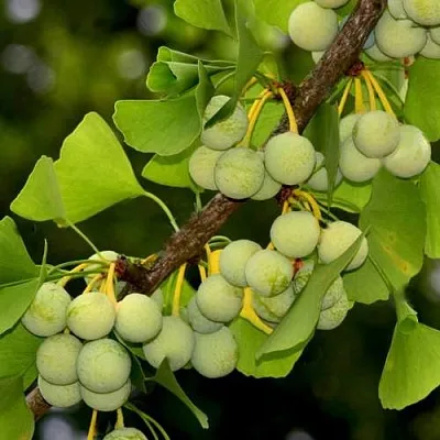 Гинкго билоба  Гинкго билоба в Барнауле