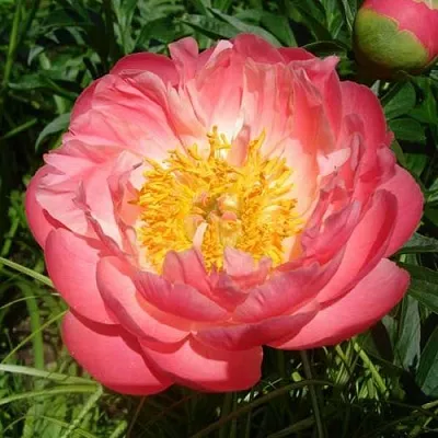 Пион ПИНК ГАВАЙАН КОРАЛ травянистый  Пион ПИНК ГАВАЙАН КОРАЛ травянистый в Барнауле