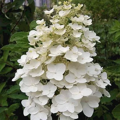 Гортензия КИУШУ метельчатая в Барнауле