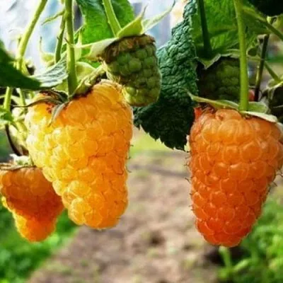 Малина ОРАНЖЕВОЕ ЧУДО  Малина ОРАНЖЕВОЕ ЧУДО в Барнауле