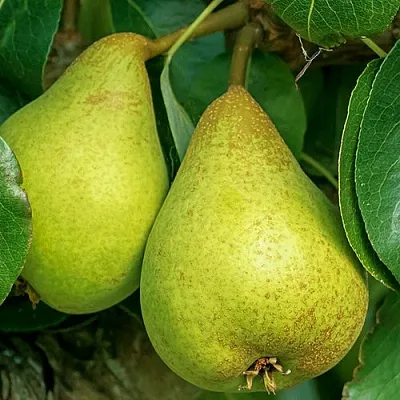 Груша Г-6 колонновидная в Барнауле