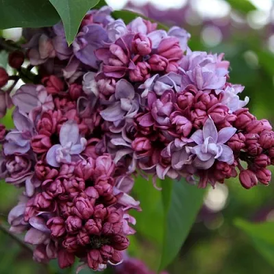 Сирень П.П.КОНЧАЛОВСКИЙ  Сирень П.П.КОНЧАЛОВСКИЙ в Барнауле