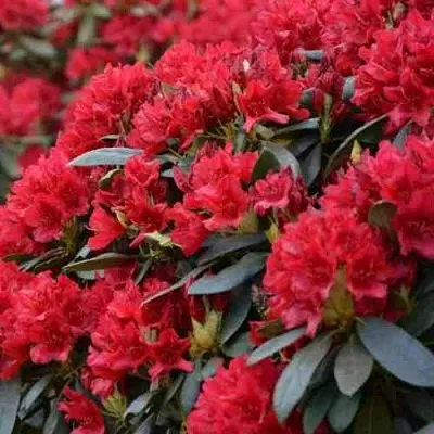 Рододендрон БУЗУКИ  Рододендрон БУЗУКИ в Барнауле