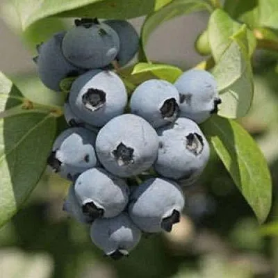 саженцы голубики саженцы голубики