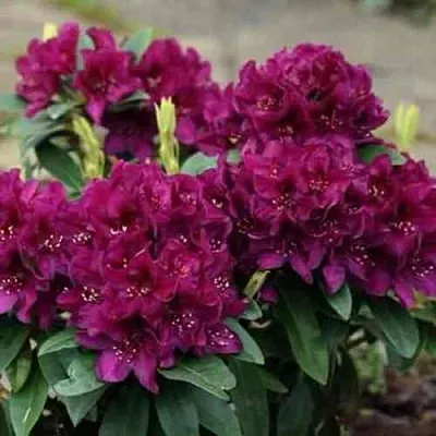 Рододендрон КАЛИ  Рододендрон КАЛИ в Барнауле