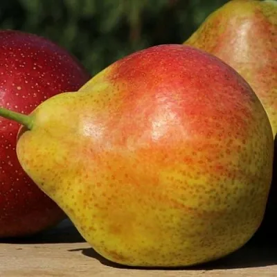 Груша ТАТЬЯНА  Груша ТАТЬЯНА в Барнауле