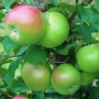 Яблоня НАВАВИТА  Яблоня НАВАВИТА в Барнауле