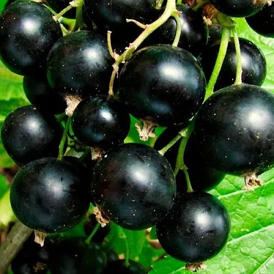 Чёрная  Чёрная в Барнауле