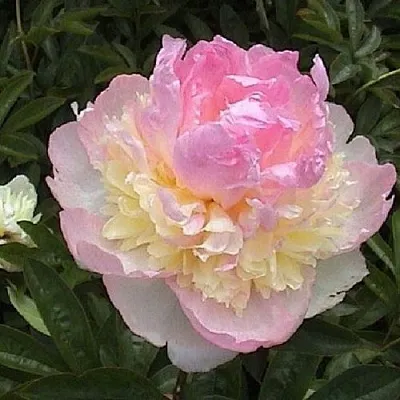 Пион РАСБЕРРИ САНДЕЙ травянистый  Пион РАСБЕРРИ САНДЕЙ травянистый в Барнауле