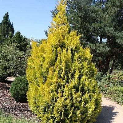 Туя СТОУНХАМ ГОЛД складчатая  Туя СТОУНХАМ ГОЛД складчатая в Барнауле