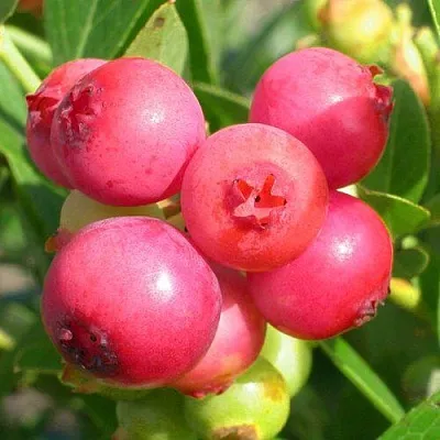 Голубика ПИНК ЛИМОНАД  Голубика ПИНК ЛИМОНАД в Барнауле