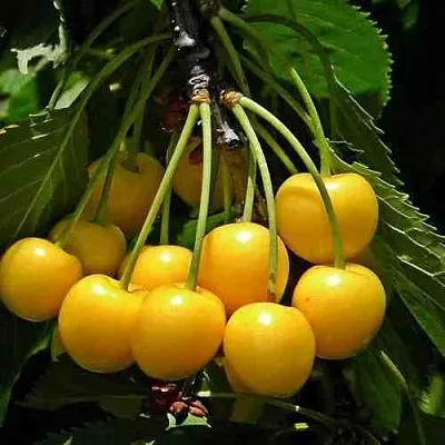 Черешня ЧЕРМАШНАЯ  Черешня ЧЕРМАШНАЯ в Барнауле