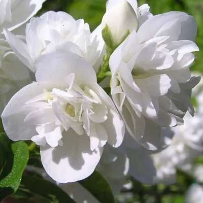 Жасмин ЖИРАНДОЛЬ  Жасмин ЖИРАНДОЛЬ в Барнауле