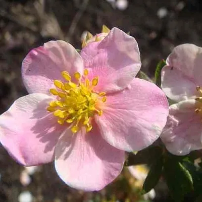 Лапчатка ПИНК КВИН кустарниковая в Барнауле