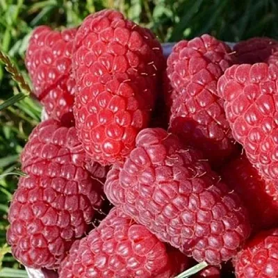 Малина САМОСВАЛ  Малина САМОСВАЛ в Барнауле