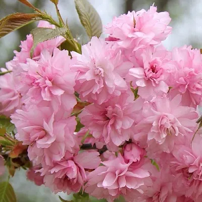 Сакура РОЗЕА ПЛЕНА  Сакура РОЗЕА ПЛЕНА в Барнауле