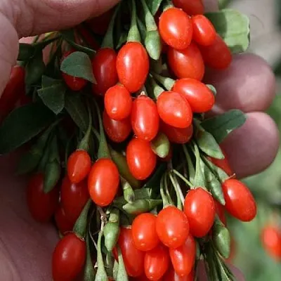 Годжи КОРЕАН БИГ  Годжи КОРЕАН БИГ в Барнауле