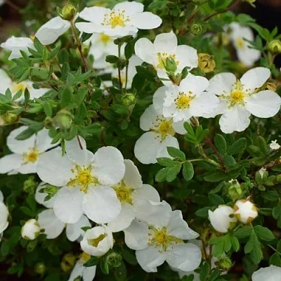 Лапчатка АББОТСВУД кустарниковая в Барнауле