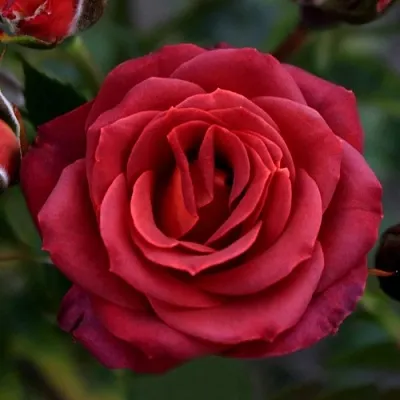 Саженцы роз ЧОКОЧИНО спрей  Саженцы роз ЧОКОЧИНО спрей в Барнауле