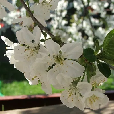 Вишня УМБРАКУЛИФЕРА  Вишня УМБРАКУЛИФЕРА в Барнауле