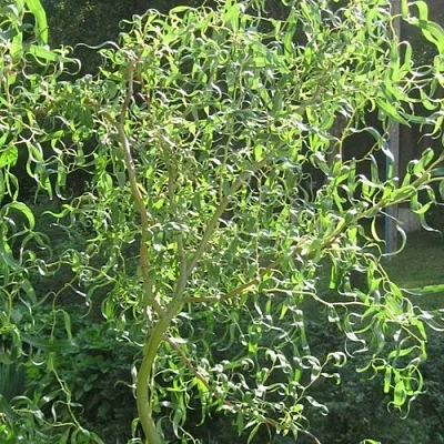 Ива МАТСУДАНА  Ива МАТСУДАНА в Барнауле