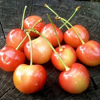 Черешня ЮЛИЯ  Черешня ЮЛИЯ в Барнауле