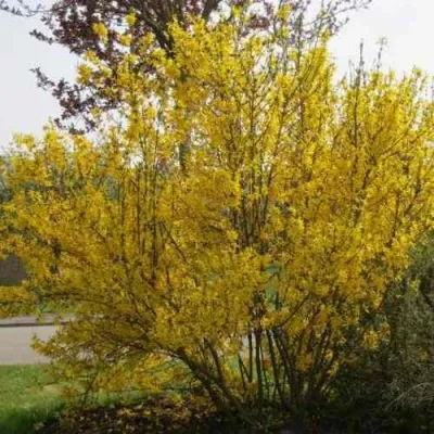 Форзиция КАМСОН промежуточная в Барнауле