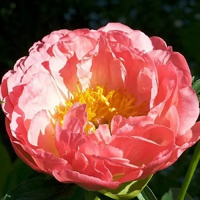 Пион КОРАЛ БИЧ травянистый  Пион КОРАЛ БИЧ травянистый в Барнауле