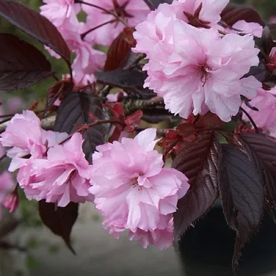 Сакура РОЯЛ БУРГУНДИ  Сакура РОЯЛ БУРГУНДИ в Барнауле