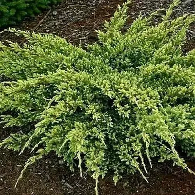 Можжевельник ДРИМ ДЖОЙ чешуйчатый  Можжевельник ДРИМ ДЖОЙ чешуйчатый в Барнауле