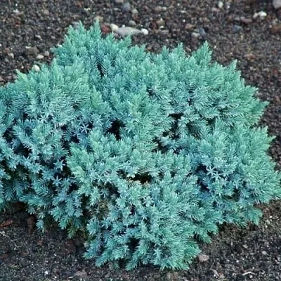 Можжевельник БЛЮ СТАР чешуйчатый  Можжевельник БЛЮ СТАР чешуйчатый в Барнауле