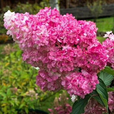 Гортензия МЕГА МИНДИ метельчатая в Барнауле