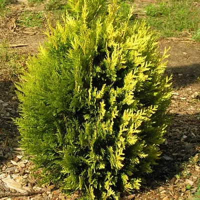 Туя КОППЕР ГОЛД западная  Туя КОППЕР ГОЛД западная в Барнауле