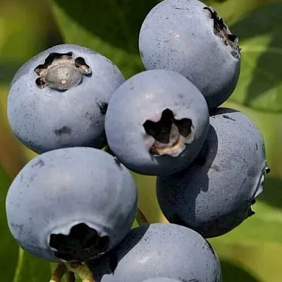 Голубика ЧАНДЛЕР  Голубика ЧАНДЛЕР в Барнауле