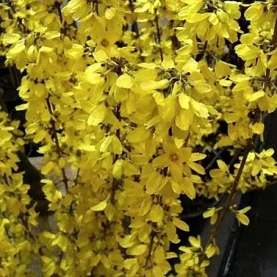 Форзиция ГОЛДРАУШ  Форзиция ГОЛДРАУШ в Барнауле