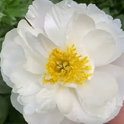 Пион ДУБЛИН травянистый  Пион ДУБЛИН травянистый в Барнауле