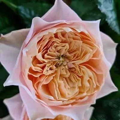 Саженцы роз ВУВУЗЕЛА РОМАНТИК чайно-гибридная в Барнауле