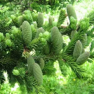 Пихта белая  Пихта белая в Барнауле